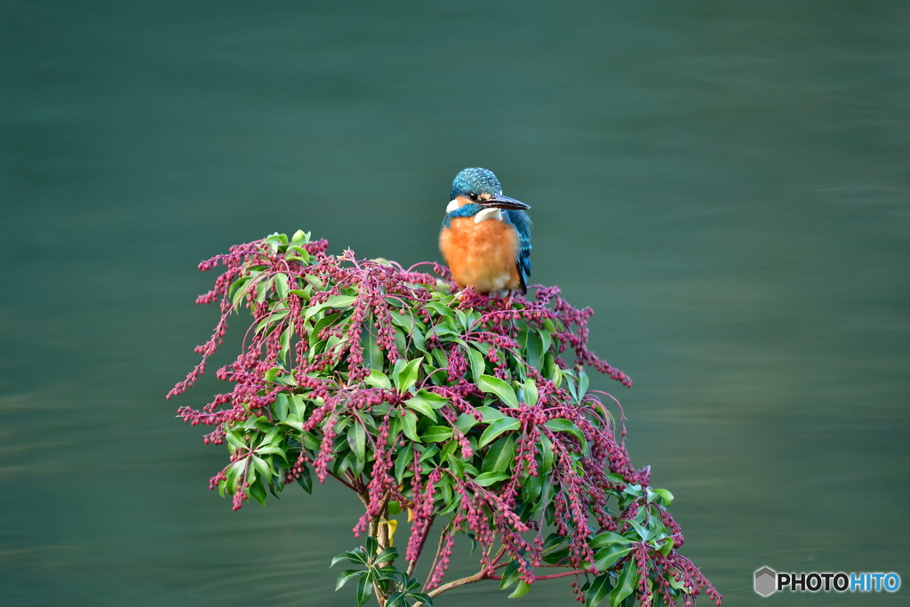 アセビとカワセミ