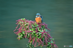 アセビとカワセミ