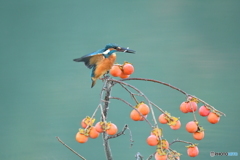 マメガキとカワセミ