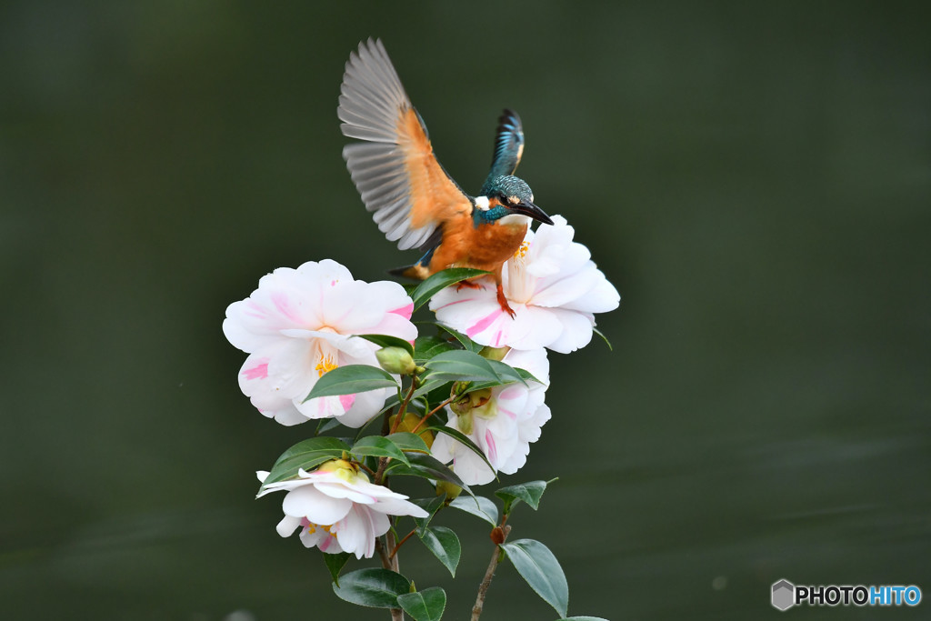 五色ツバキとカワセミ