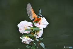 五色ツバキとカワセミ