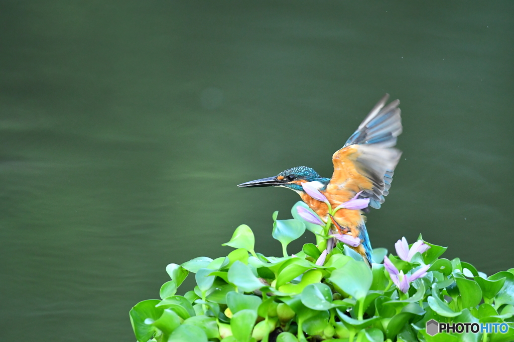 ホテイアオイとカワセミ