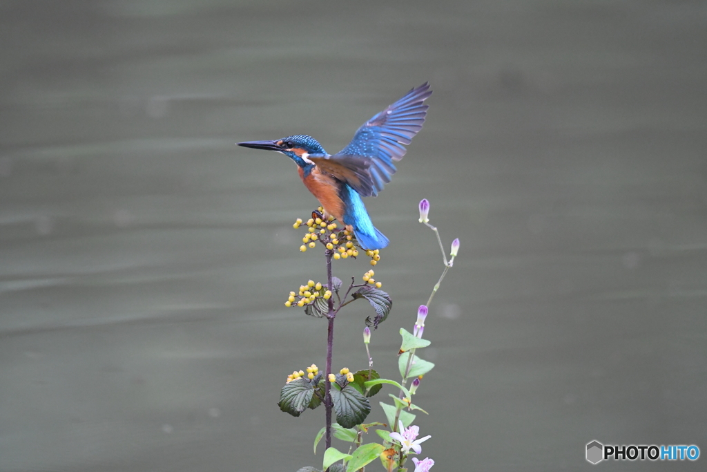 サンザシとカワセミ