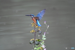 サンザシとカワセミ
