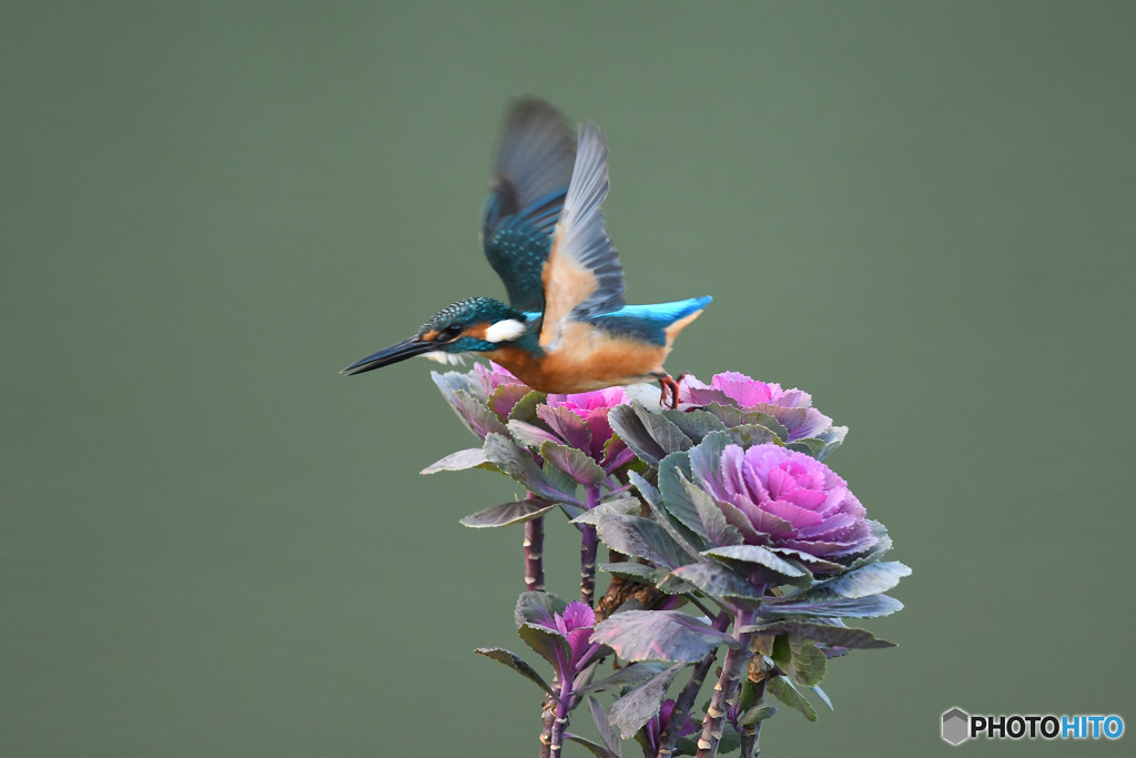 踊り葉ボタンとカワセミ