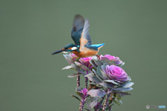 踊り葉ボタンとカワセミ