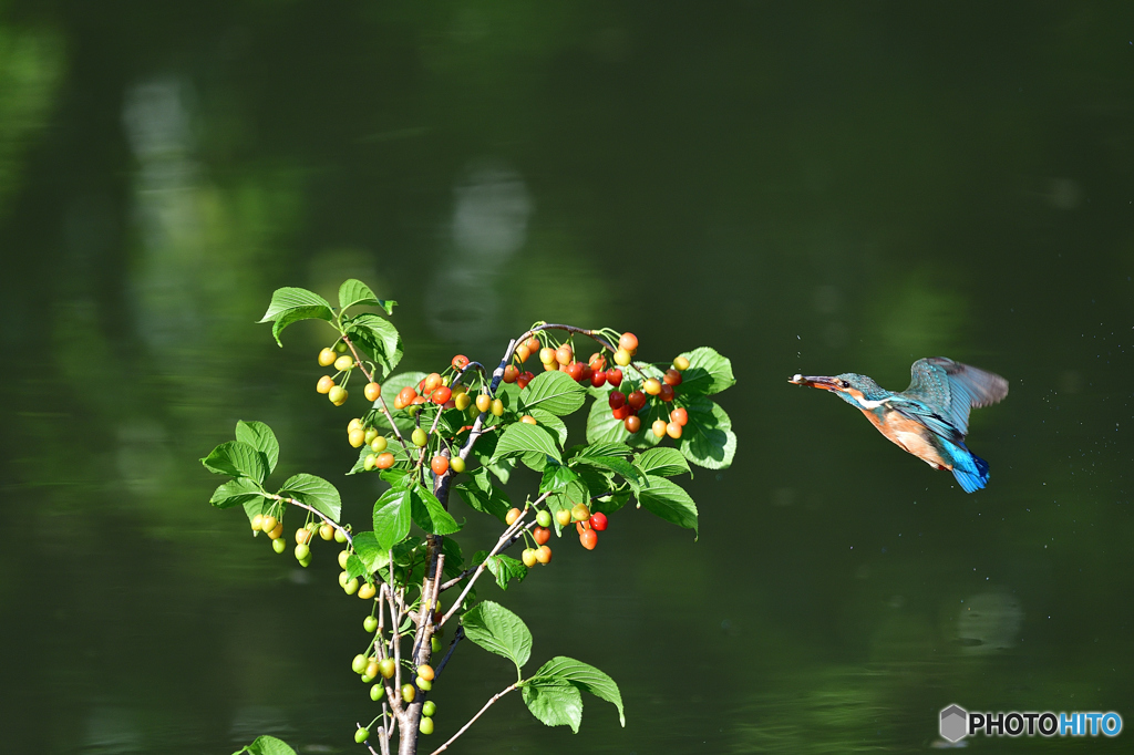 サクランボとカワセミ