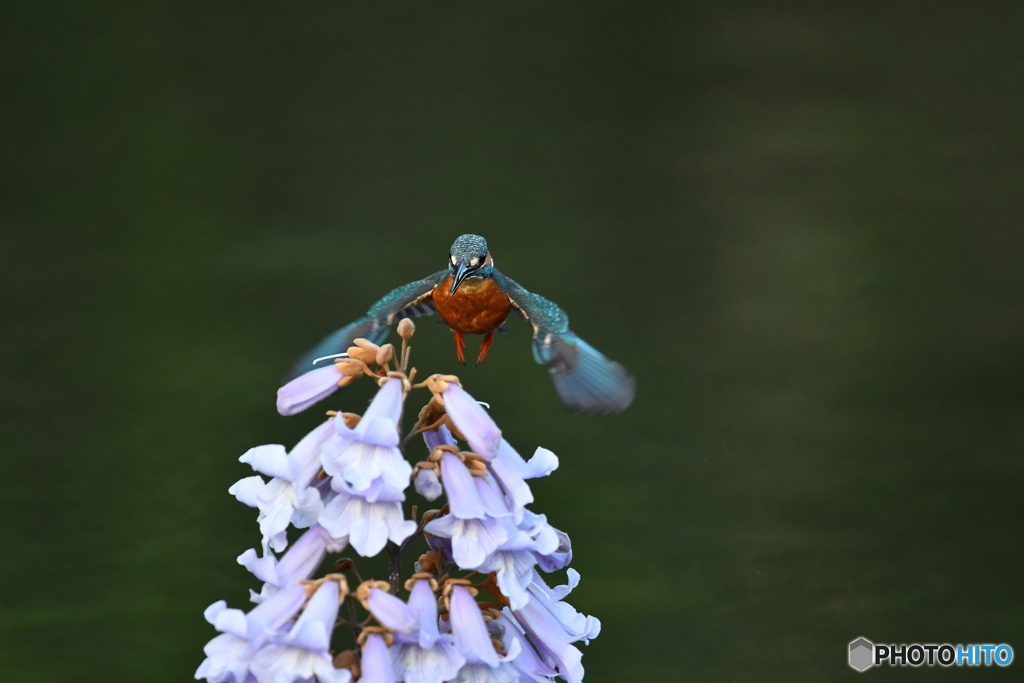 キリの花とカワセミ