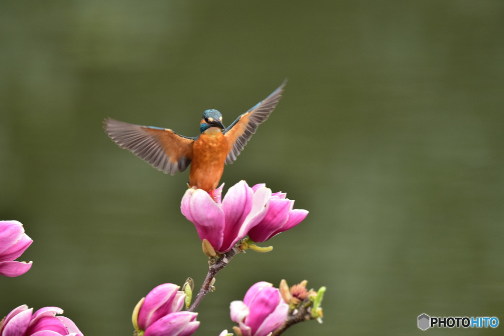 モクレンとカワセミ
