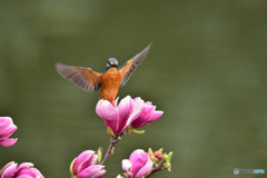 モクレンとカワセミ