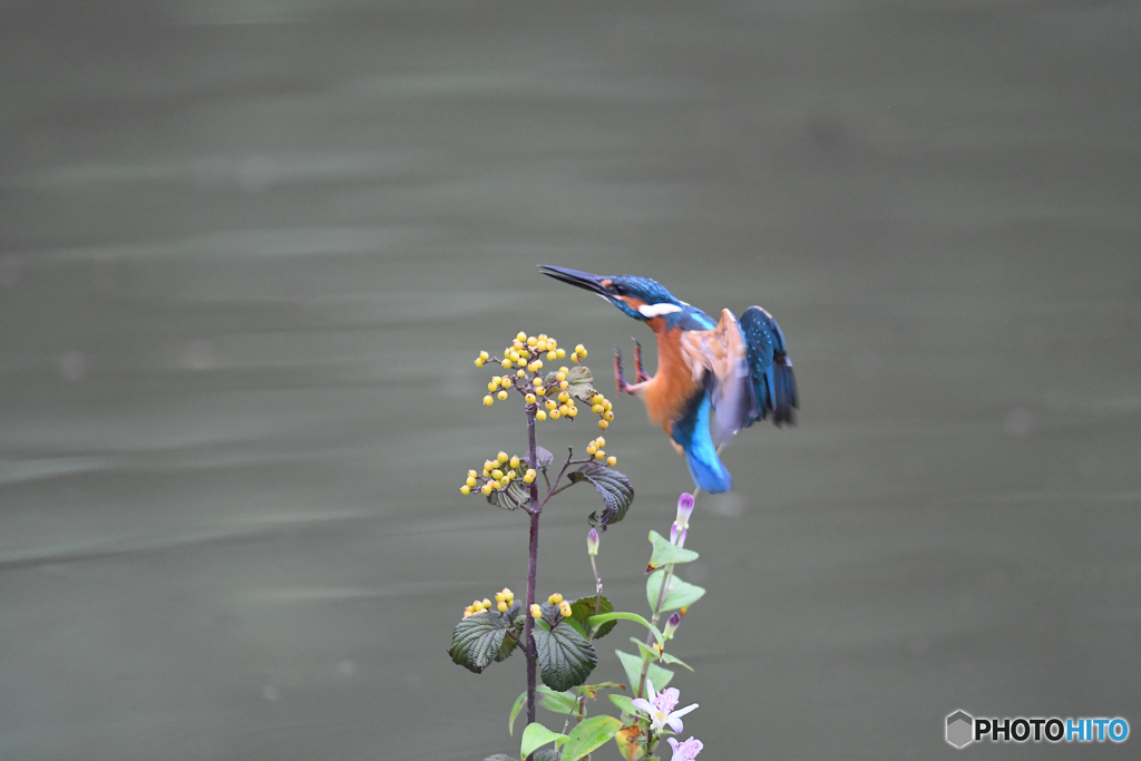 サンザシとカワセミ