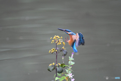 サンザシとカワセミ