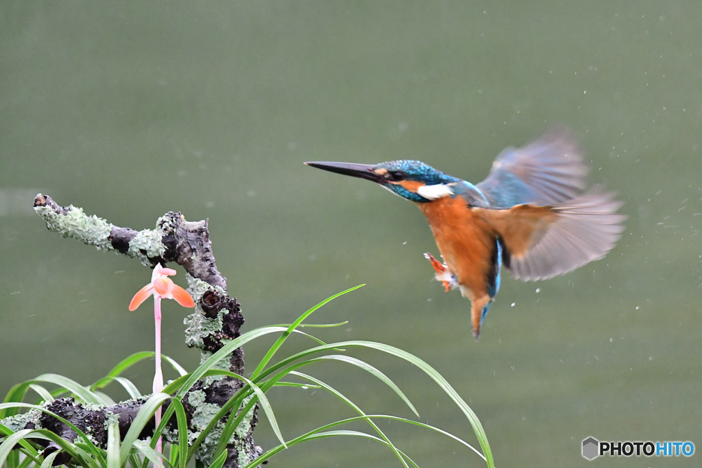 春蘭とカワセミ