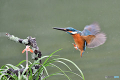 春蘭とカワセミ