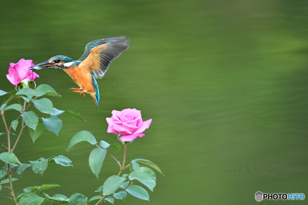 バラとカワセミ