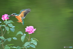 バラとカワセミ