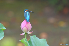 ハスとカワセミ