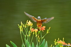 ヒオウギとカワセミ