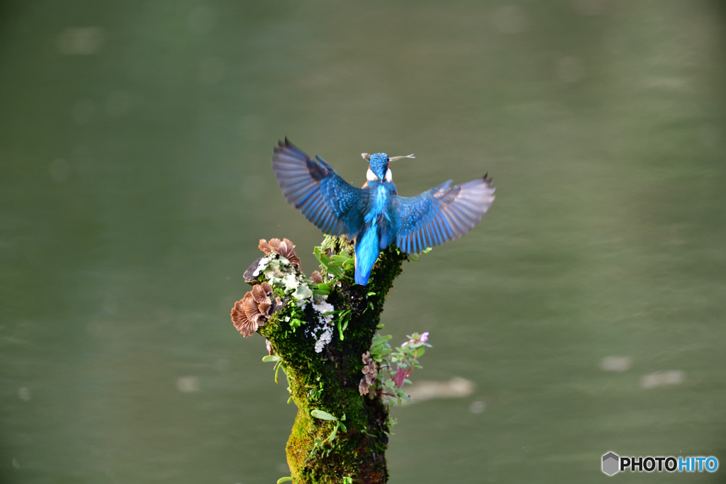 コケとカワセミ