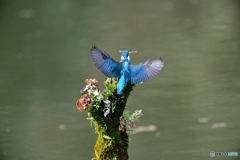 コケとカワセミ