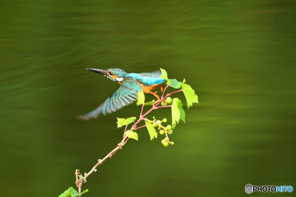 山ブドウとカワセミ