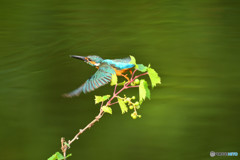 山ブドウとカワセミ