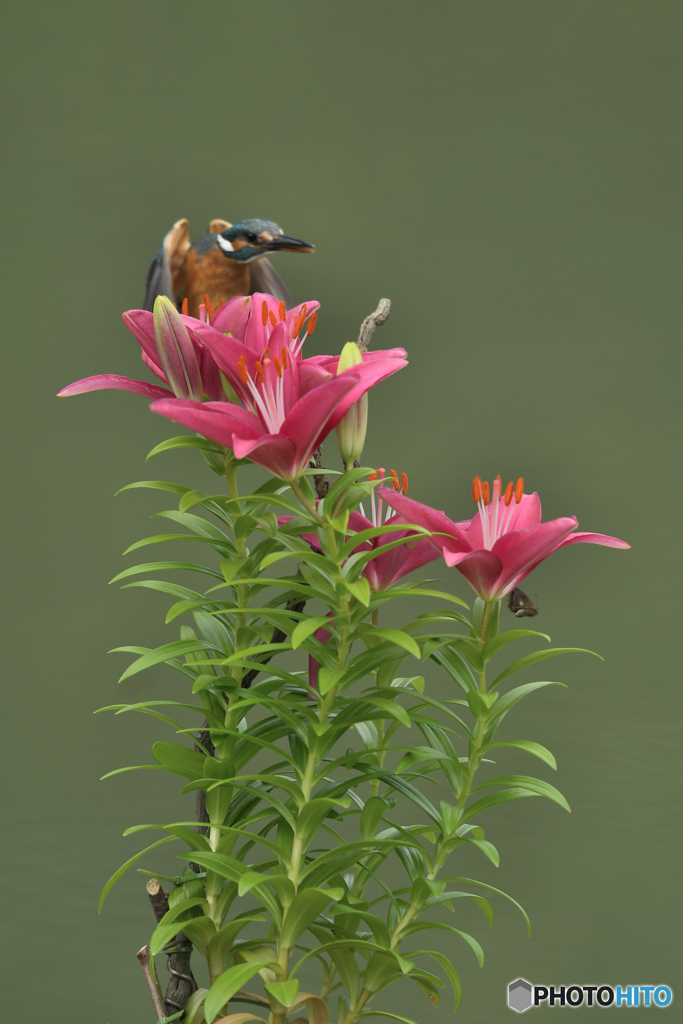 スカシユリとカワセミ