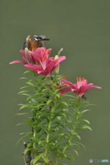 スカシユリとカワセミ