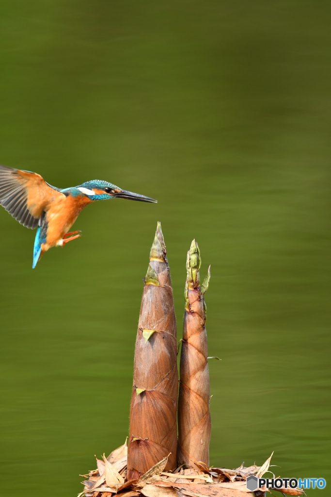 淡竹とカワセミ