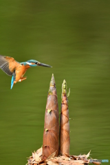 淡竹とカワセミ