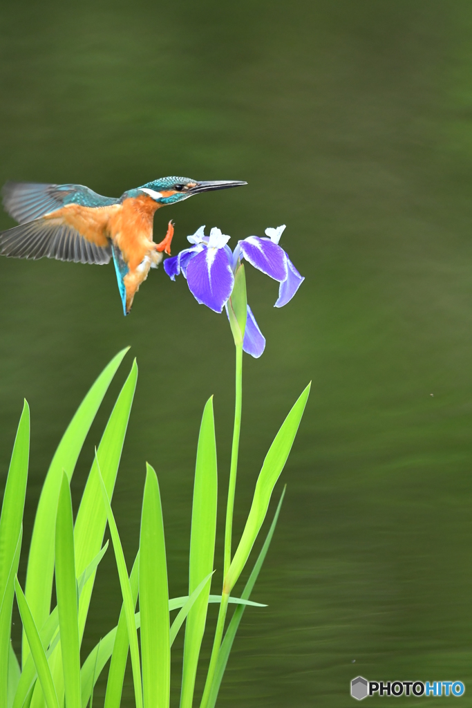 カキツバタとカワセミ