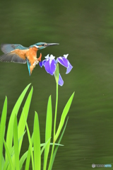 カキツバタとカワセミ