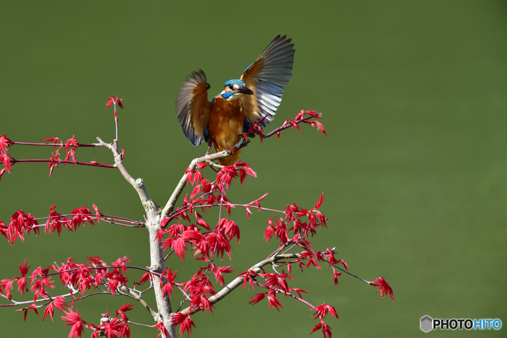 紅葉とカワセミ
