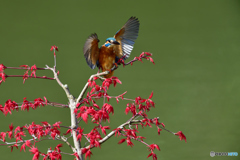 紅葉とカワセミ