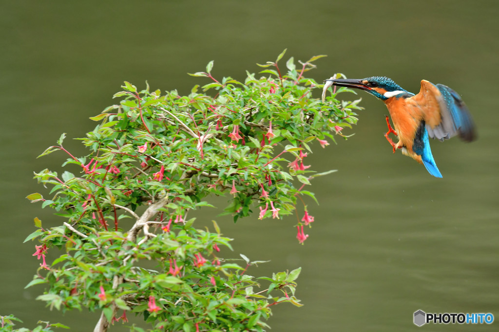 ウグイスカグラとカワセミ