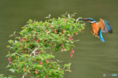 ウグイスカグラとカワセミ