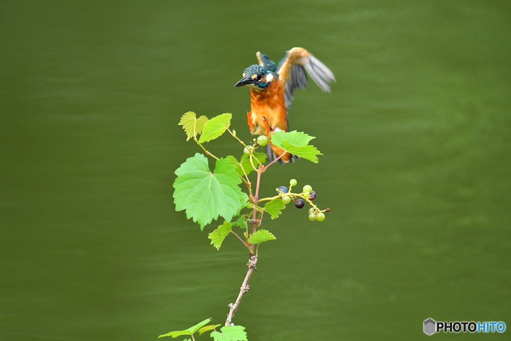 山ブドウとカワセミ
