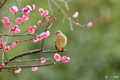 梅とジョウビタキ