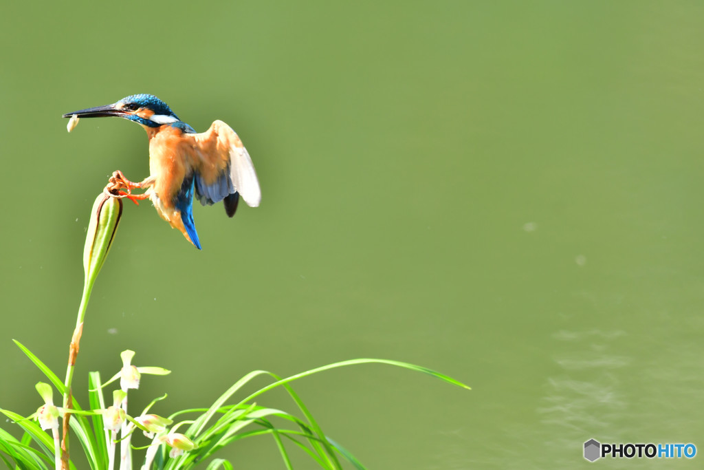 春蘭とカワセミ