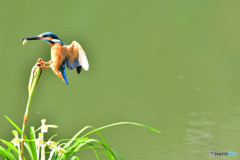 春蘭とカワセミ