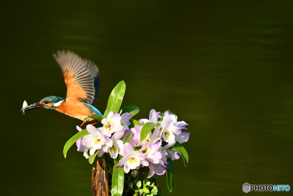 デンドロビウムとカワセミ