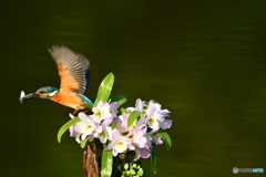 デンドロビウムとカワセミ