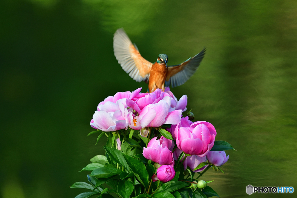 シャクヤクとカワセミ