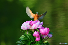 シャクヤクとカワセミ