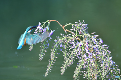 藤の花とカワセミ