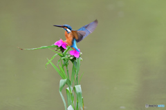 ツユクサとカワセミ