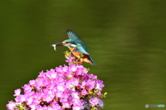 雲仙ツツジとカワセミ