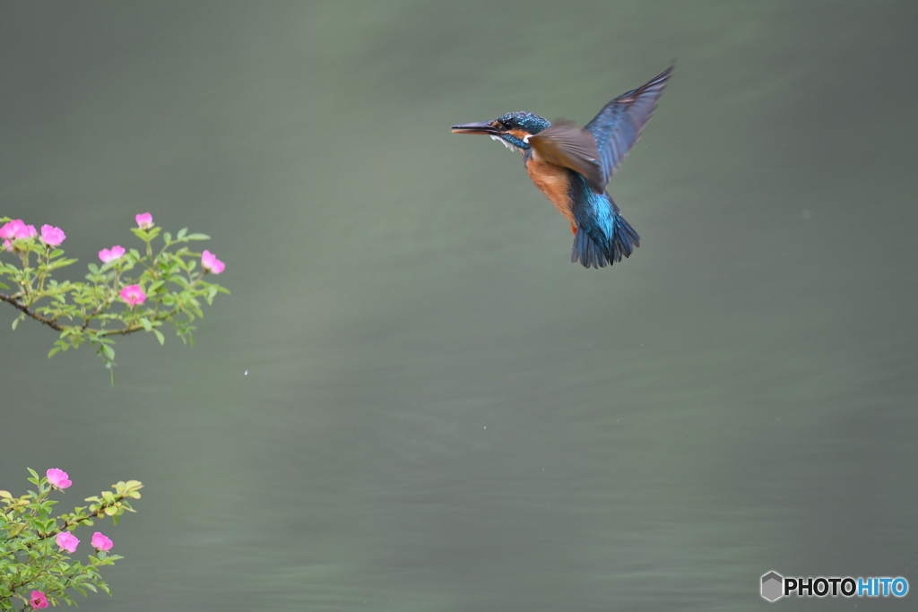 野バラとカワセミ