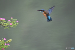 野バラとカワセミ