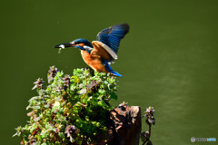 姫踊り子草とカワセミ